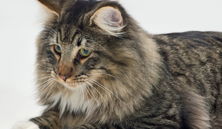 Choosing the Right Cat for You 